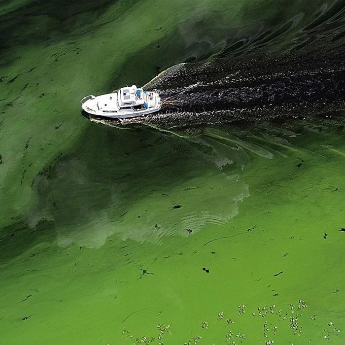 boat in algae